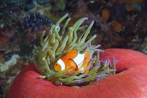 Amphiprion ocellaris, Heteractis magnifica