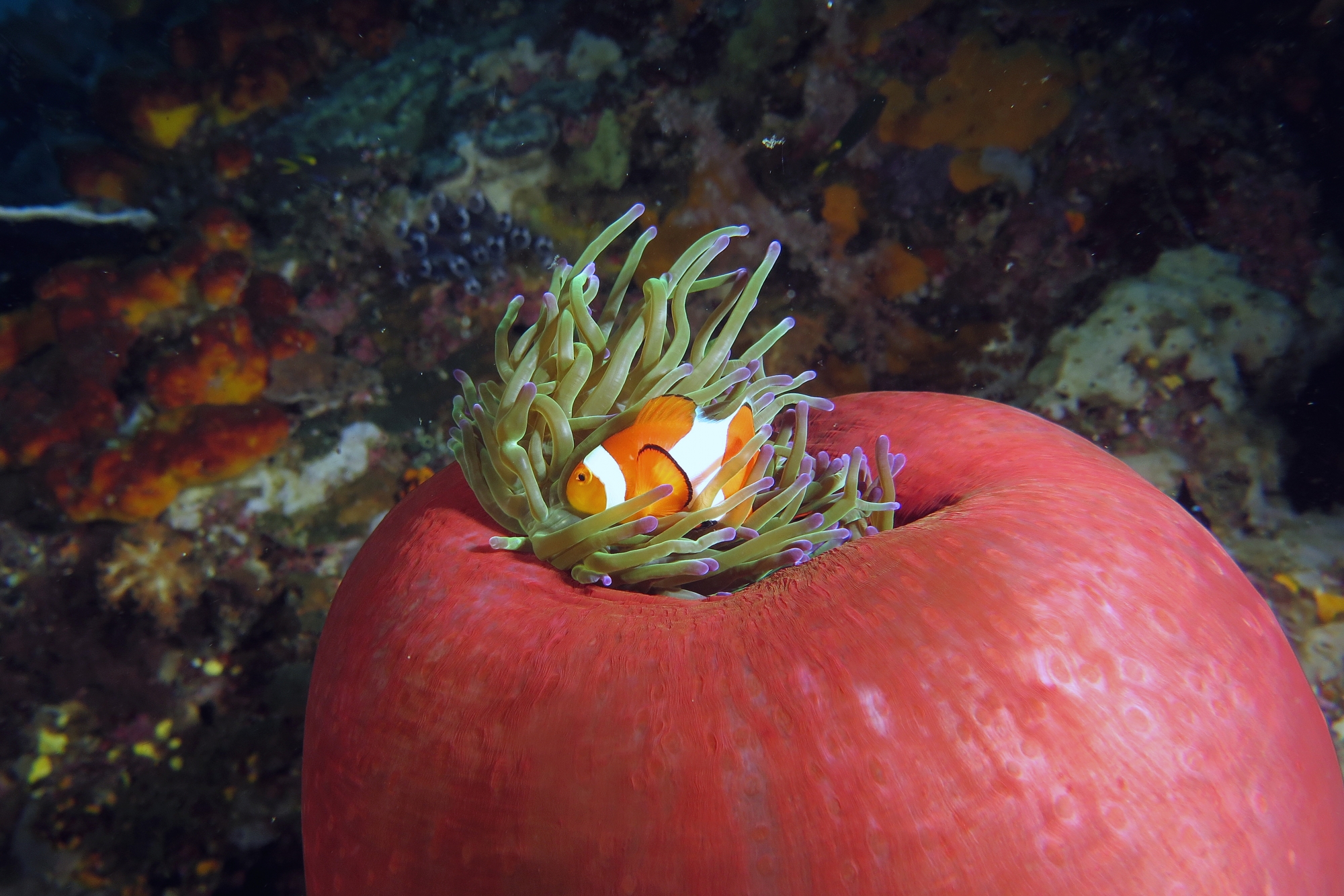 Amphiprion ocellaris, Heteractis magnifica
