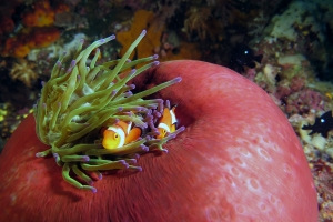 Amphiprion ocellaris, Heteractis magnifica