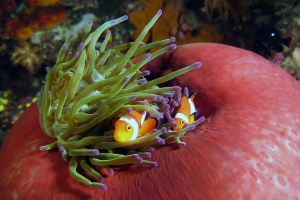 Amphiprion ocellaris, Heteractis magnifica