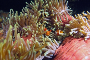 Amphiprion ocellaris, Heteractis magnifica