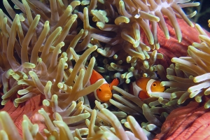 Amphiprion ocellaris, Heteractis magnifica