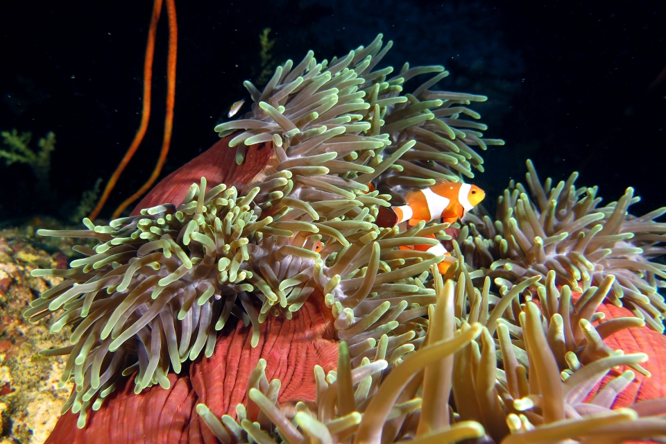 Amphiprion ocellaris, Heteractis magnifica