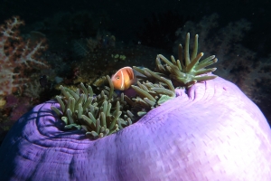 Amphiprion perideraion, Heteractis magnifica