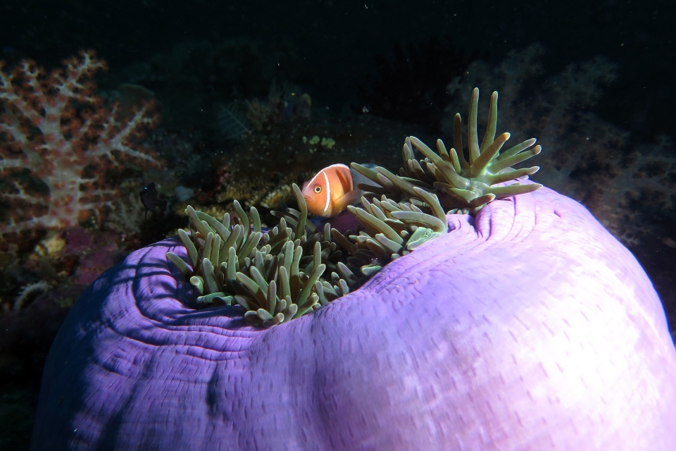 Amphiprion perideraion, Heteractis magnifica