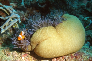 Amphiprion ocellaris, Heteractis magnifica