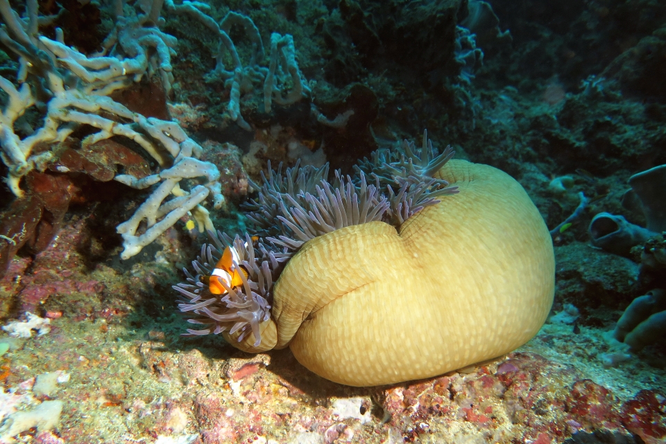 Amphiprion ocellaris, Heteractis magnifica