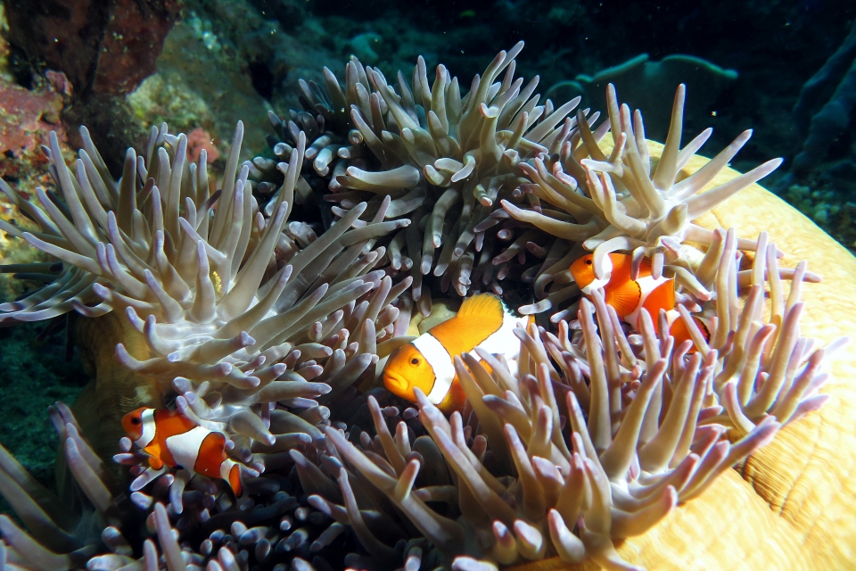 Amphiprion ocellaris, Heteractis magnifica