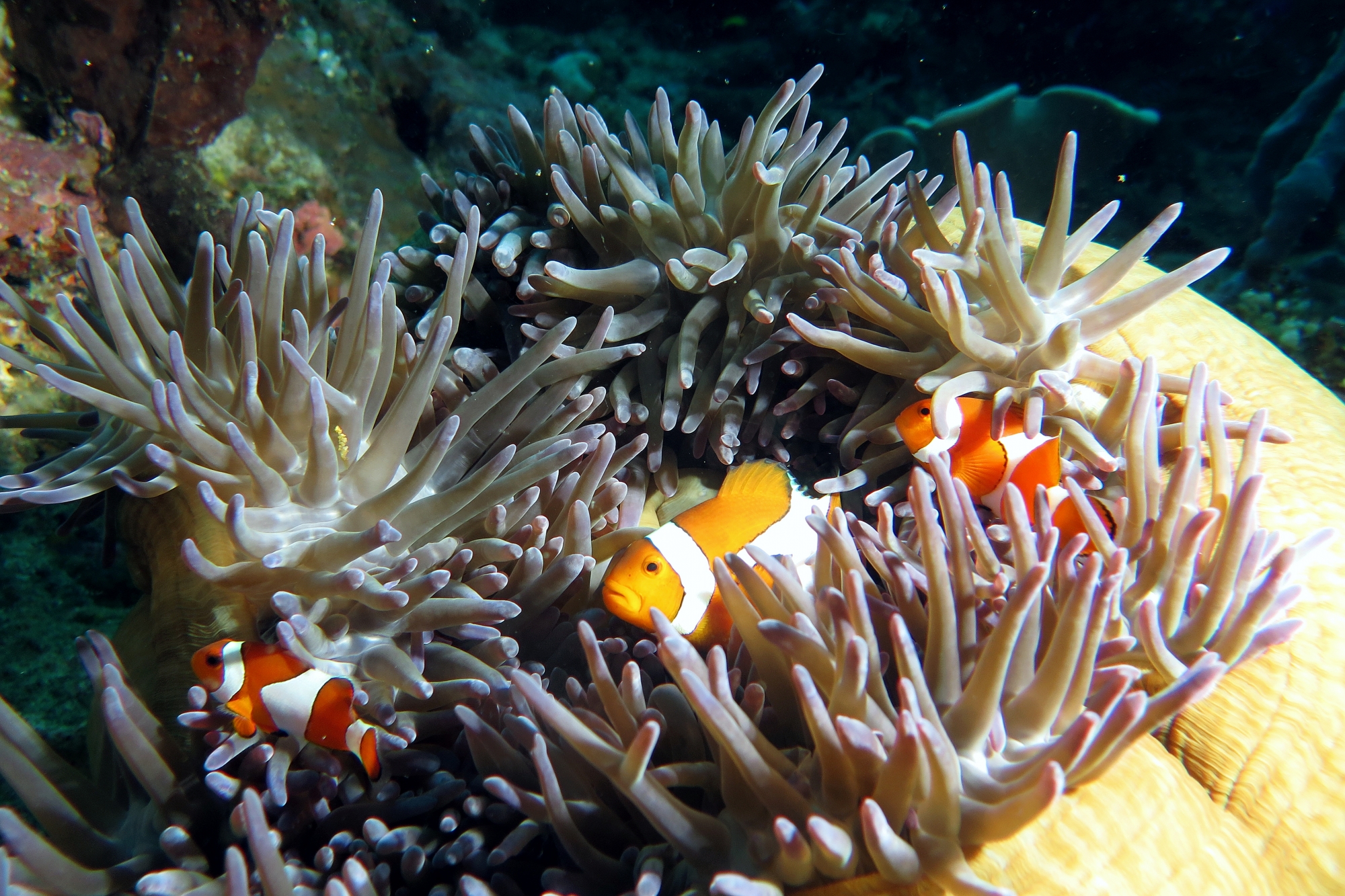 Amphiprion ocellaris, Heteractis magnifica