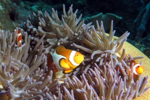 Amphiprion ocellaris, Heteractis magnifica