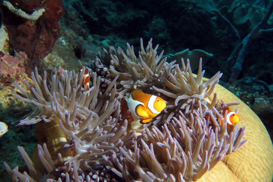 Amphiprion ocellaris, Heteractis magnifica