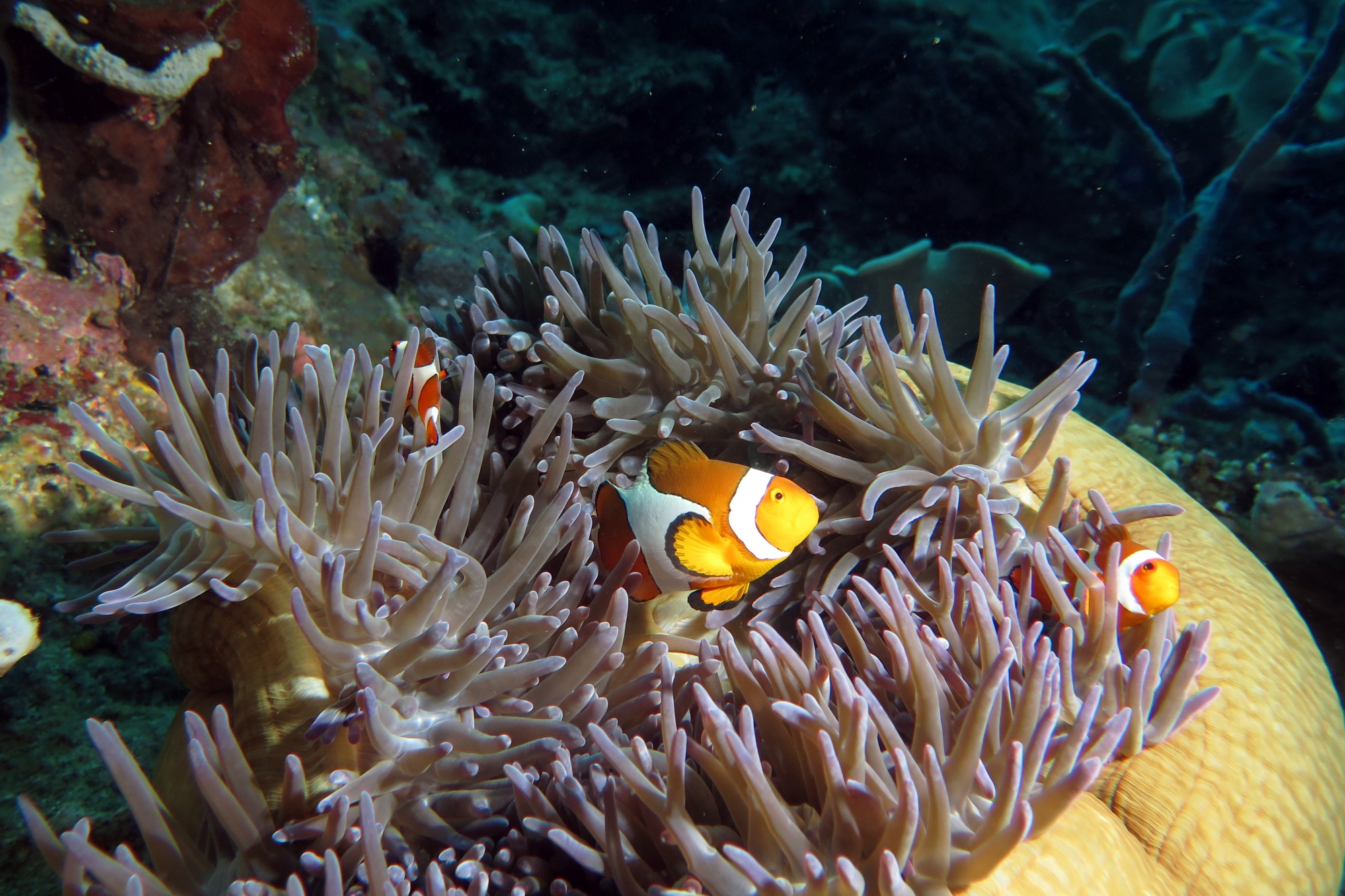 Amphiprion ocellaris, Heteractis magnifica