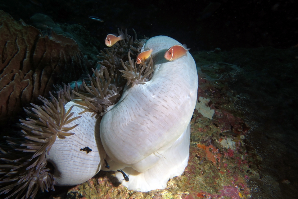Amphiprion perideraion, Dascyllus trimaculatus, Heteractis magnifica