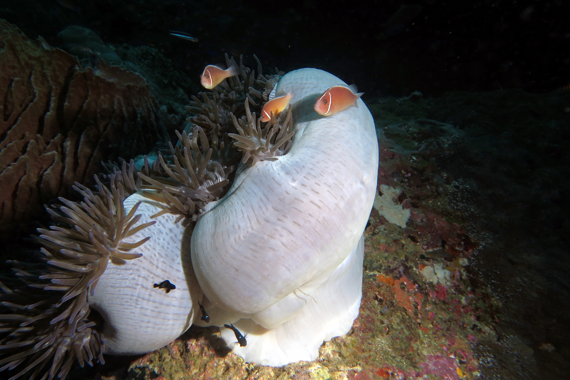 Amphiprion perideraion, Dascyllus trimaculatus, Heteractis magnifica