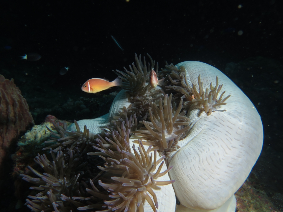 Amphiprion perideraion, Heteractis magnifica