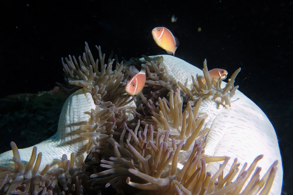 Amphiprion perideraion, Heteractis magnifica
