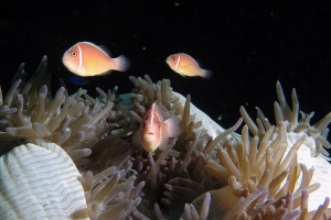 Amphiprion perideraion, Heteractis magnifica