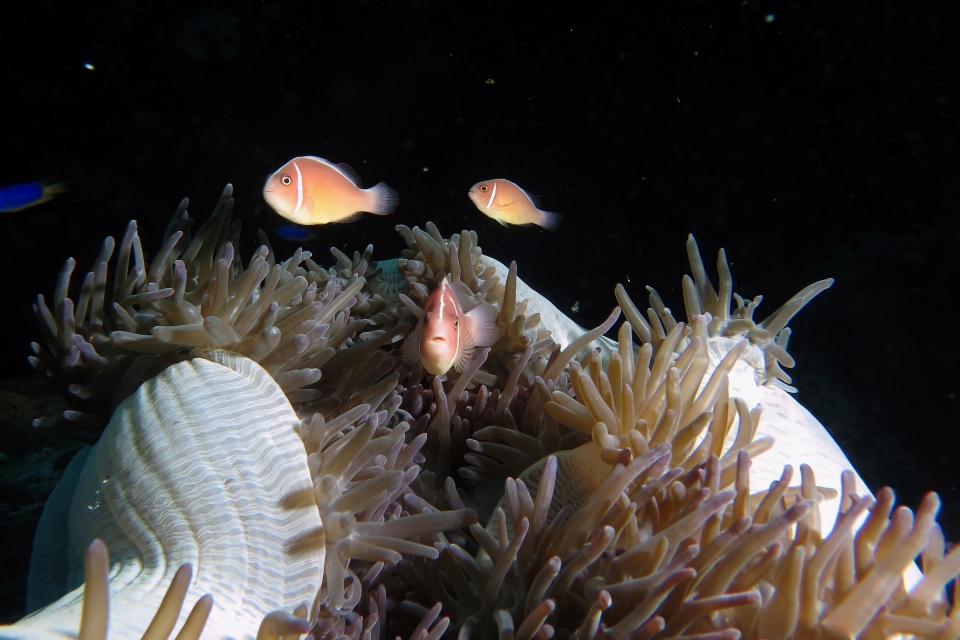 Amphiprion perideraion, Heteractis magnifica
