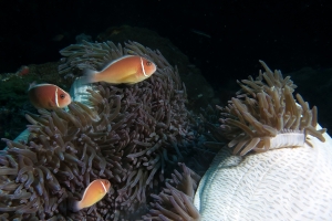 Amphiprion perideraion, Heteractis magnifica