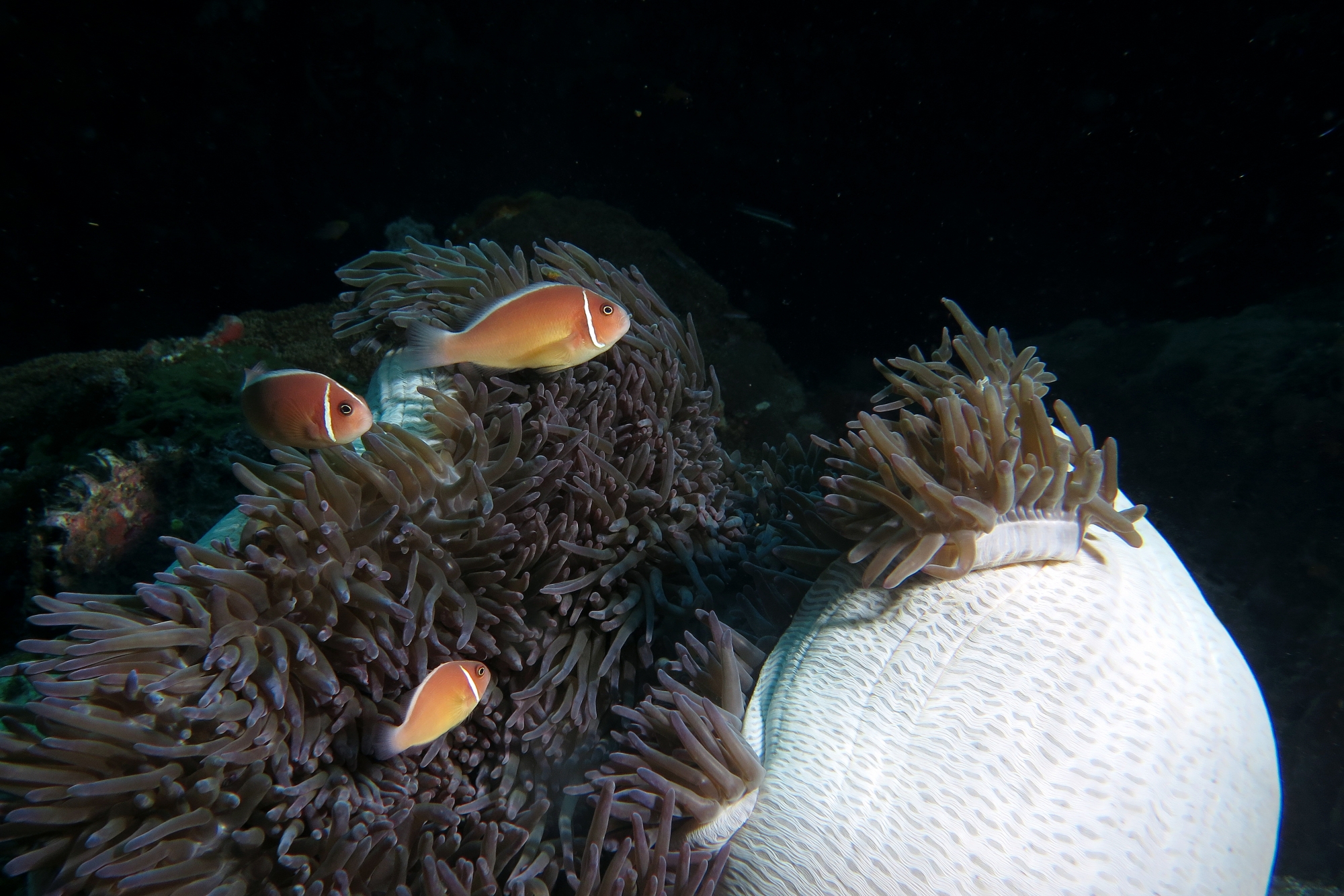 Amphiprion perideraion, Heteractis magnifica