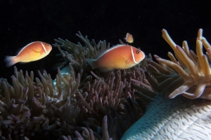 Amphiprion perideraion, Heteractis magnifica