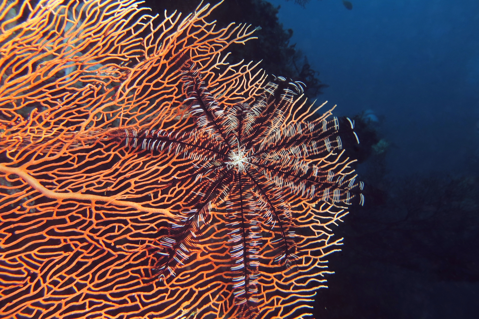 Colobometra perspinosa, Annella mollis