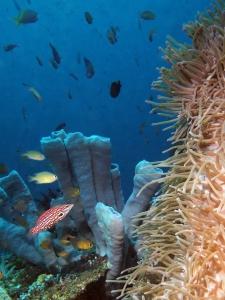 Eponge cf. Haliclona fascigera, Bodianus diana, Chromis lepidolepis, Archamia fucata