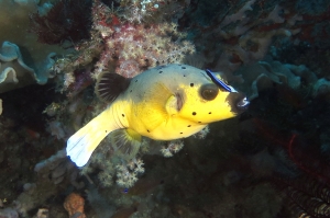Arothron nigropunctatus, Labroides dimidiatus
