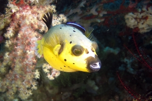 Arothron nigropunctatus, Labroides dimidiatus
