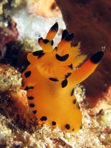 Thecacera sp.