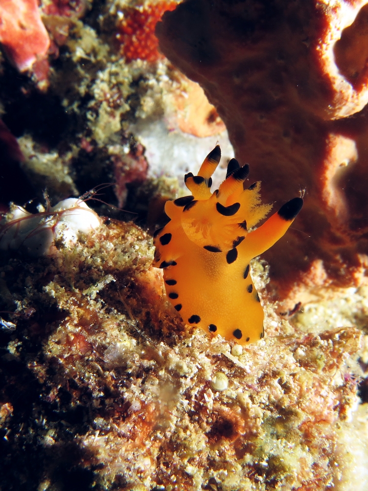 Thecacera sp.