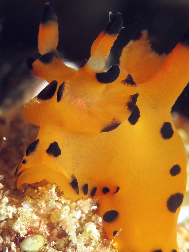Thecacera sp.