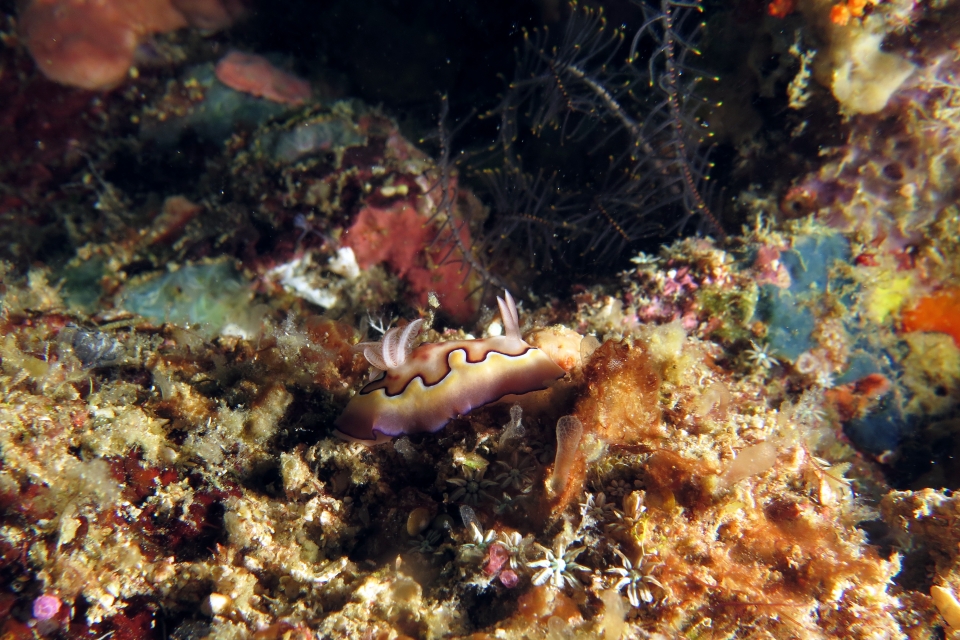 Goniobranchus coi