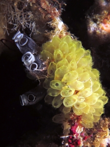 Clavelina robusta, erophora modificata, Hydroïdes sp.