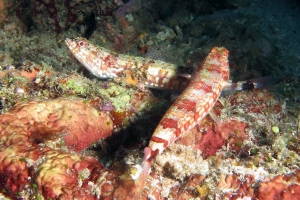 Synodus jaculum
