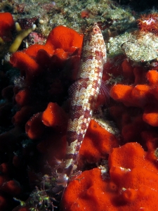 Synodus jaculum, Eponge