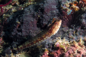 Synodus jaculum
