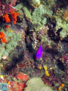 Pictichromis porphyrea