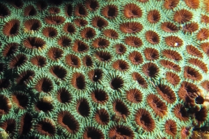 Corail