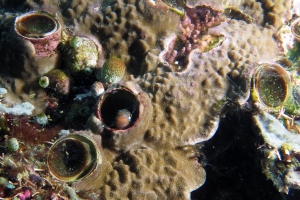 Plagiotremus rhinorhynchos, Thylacodes grandis