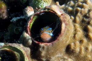 Plagiotremus rhinorhynchos, Thylacodes grandis