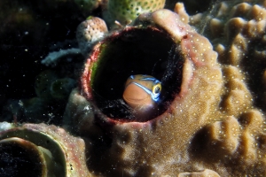 Plagiotremus rhinorhynchos, Thylacodes grandis