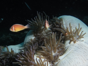 Amphiprion perideraion, Heteractis magnifica