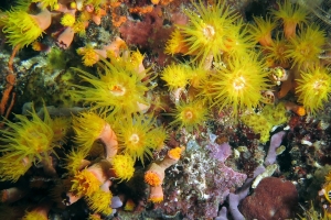 Corail du genre Tubastraea ou genre Dendrophyllia