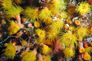 Corail du genre Tubastraea ou genre Dendrophyllia
