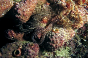 Synapta maculata