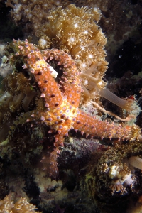 Gomophia watsoni