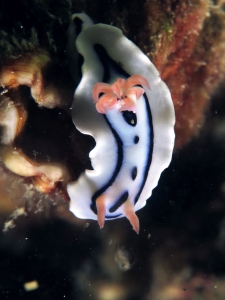Chromodoris lochi