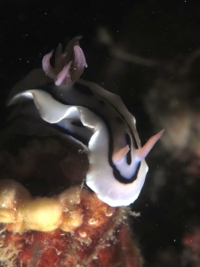 Chromodoris lochi