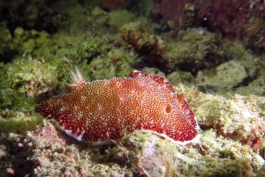 Goniobranchus reticulatus